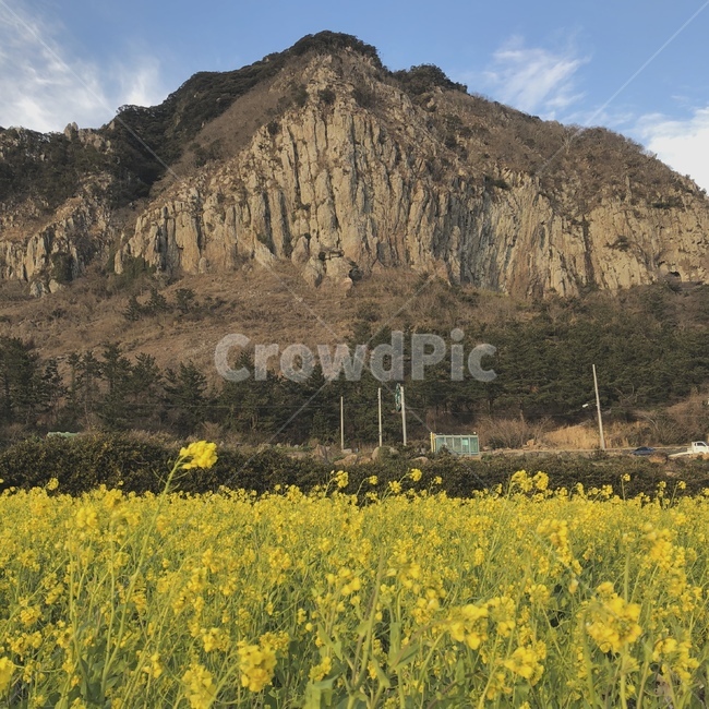 제주도,산방산,자연,유채꽃,하늘,풍경,봄,계절,spring,season,자연,풍경,nature,landscape,한국자연풍경,한국자연경관,korea nature landscape,제주도,jeju,jeju island,outdoors,옥외,grassland,목초지,field,들