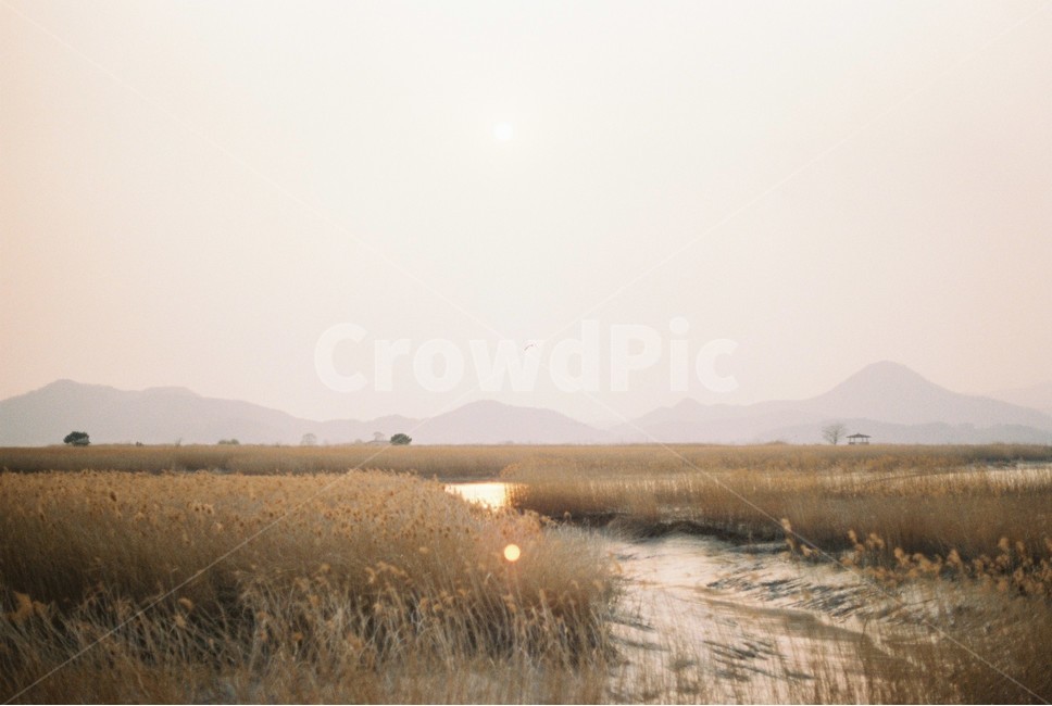 순천만습지,갈대밭,전망대,필름카메라,노을,film,하늘,겨울,landscape,풍경,경관,구름,cloudy