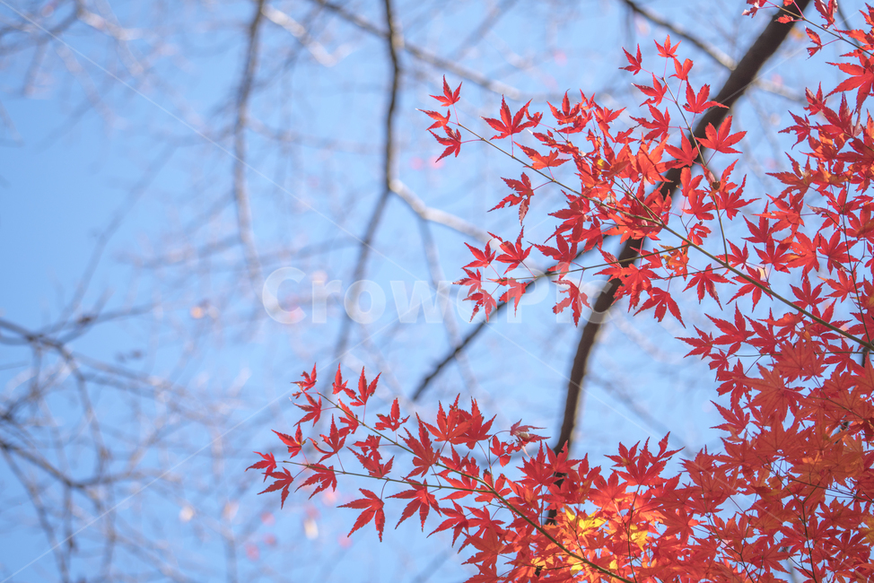 자연,풍경,단풍,가을,감성,가을,계절,fall,autumn,season,leaf,잎,plant,식물,tree,나무