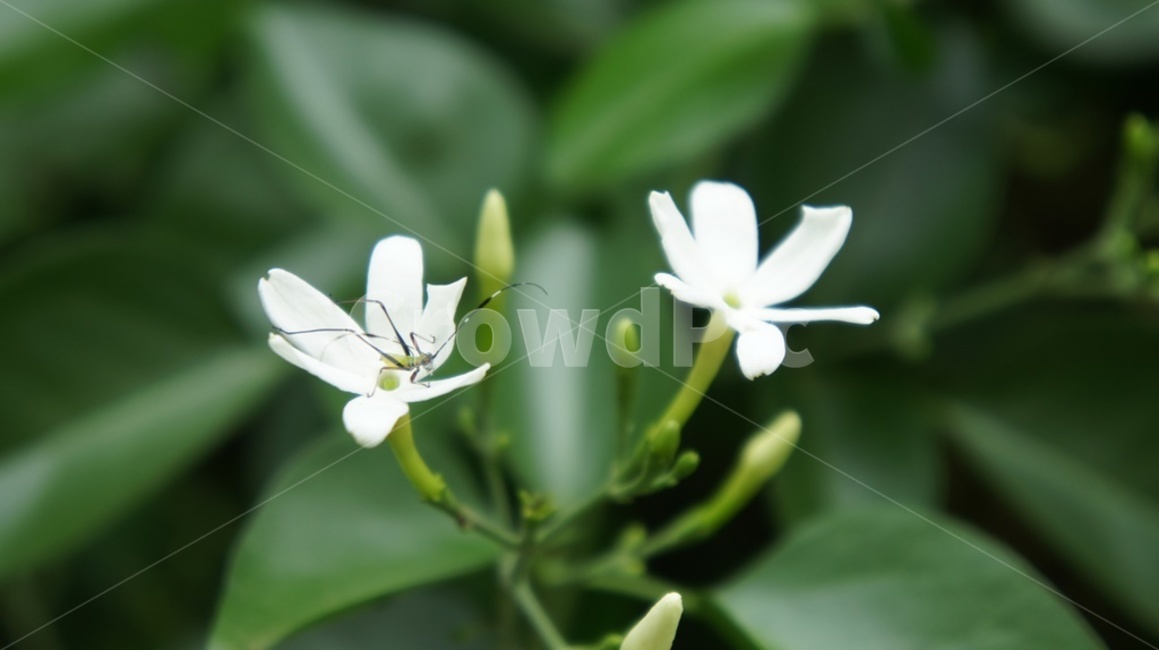 흰꽃,꽃,flower,초록,green