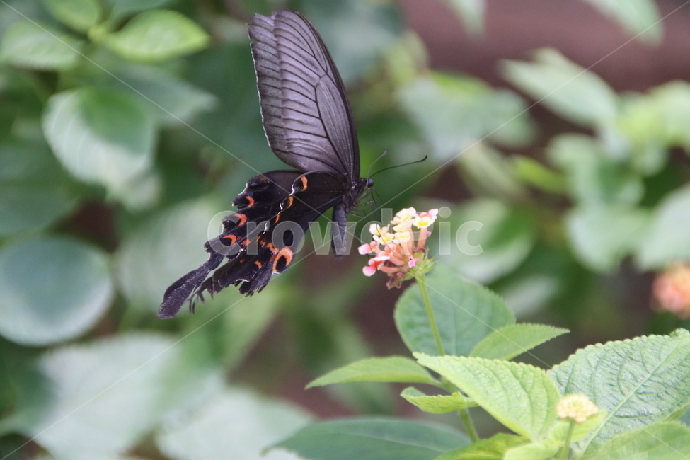 Seoul Forest,butterfly,swallowtail butterfly,wing,flower