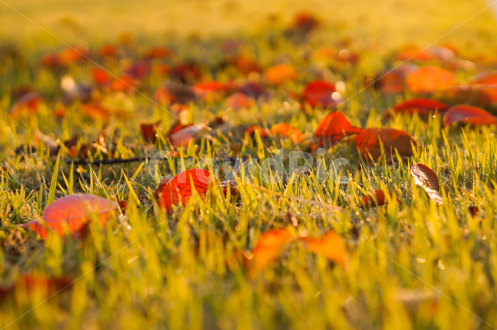 나뭇잎,가을,잔디,빨강,자연,field,들,nature,grassland,목초지,outdoors,옥외,plant,식물,leaf,잎