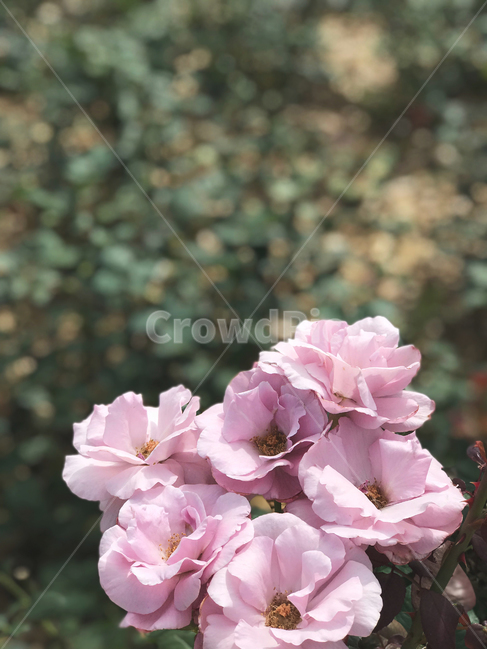 꽃,장미,장미꽃,자연,분홍,flower,꽃밭,nature,핑크,식물,자연,plants,nature,꽃,flower