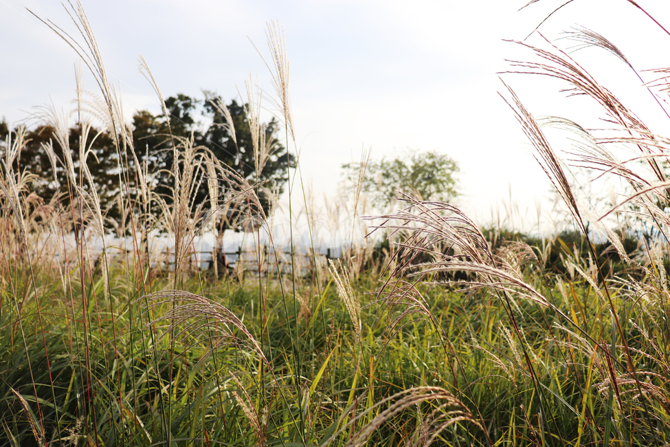가을,배경,억새,갈대,길,잔디,grass,plant,식물,reed,background,곡물