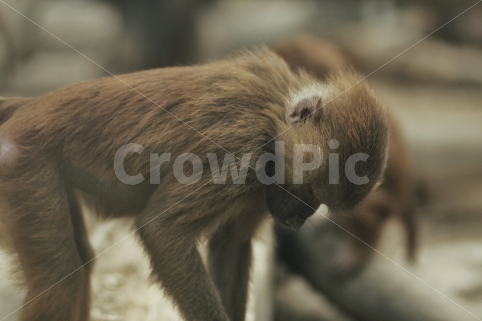 원숭이,동물,원숭이사진,고개숙임,좌절,귀여운,서울대공원,동물원,동물,animal,포유류,mammal
