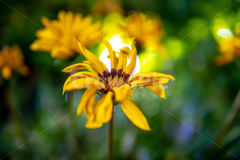 데이지,꽃,노란색,풀,조명,식물,자연,plants,nature,노란,데이지꽃,flower,선명,봄