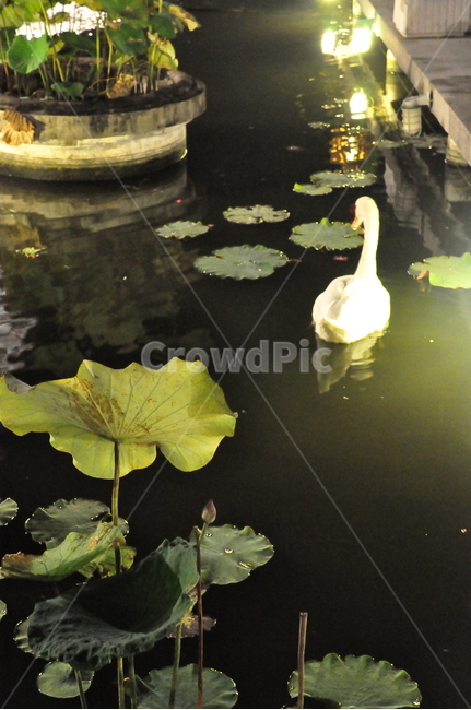 오리,연못,연꽃,고니,휴식,풍경,힐링,감성,heailing,새,feeling,rest,bird,고요함,silence,relax,예쁜연못,평화로움,pond,자연