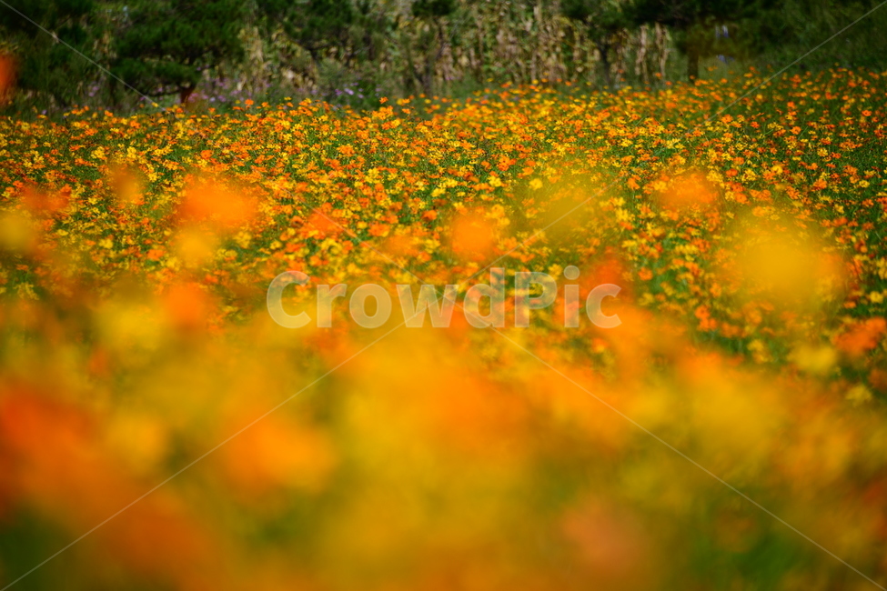 노랑,노란소스모스,가을,자연,코스모스,금계국,flower,plant,꽃,식물,자연,plants,nature,꽃,flower