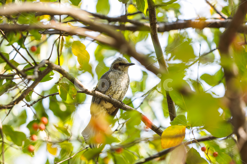 남산,직박구리,먹이,사냥,새,bulbul,동물,animal,조류,새,birds