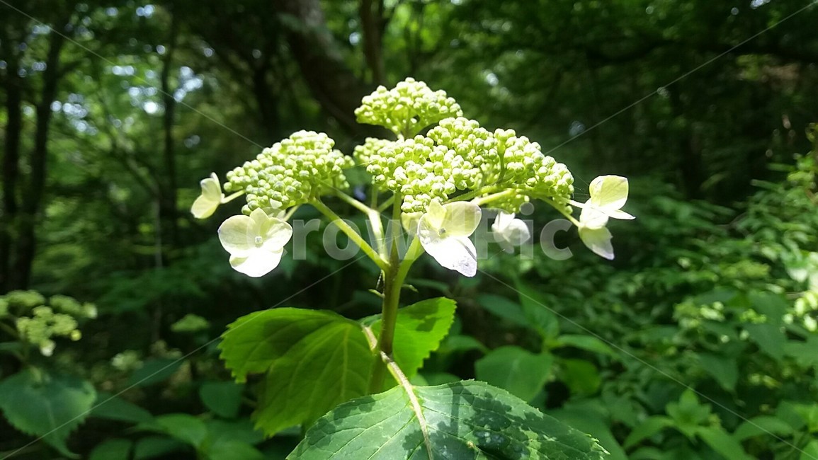 산수국,산책길,수국,숲길,산수국꽃,수국꽃