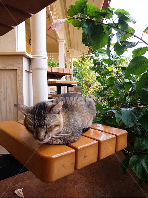 고양이,동물,배경,길고양이,하와이,동물,animal,포유류,mammal,고양이,cat,kitten,kitty