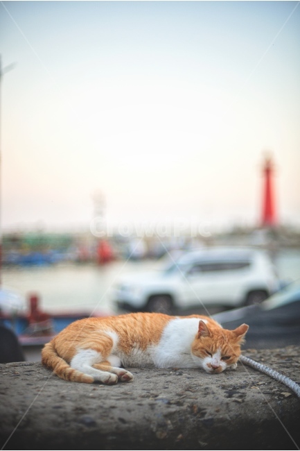 동물,고양이,바다,등대,여유,동물,animal,포유류,mammal,고양이,cat,kitten,kitty