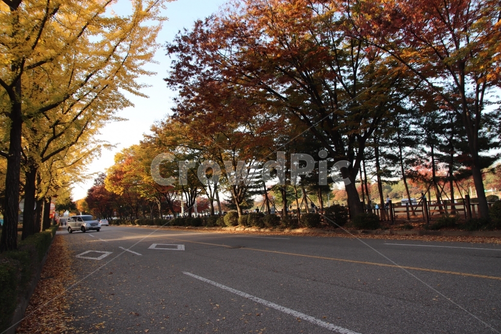 가을,낙엽,공원,나무,풍경,가을,계절,fall,autumn,season,asphalt,아스팔트,road,도로