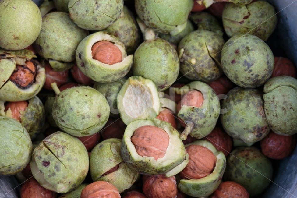 Fruit,skin,Hard,food,Stiff,walnut,nutrition,harvesting,nuts,walnut fruit,ingredients,autumn,bum,Walnut shell