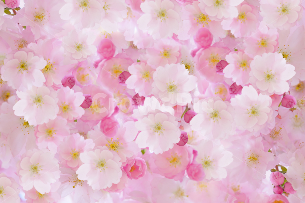 벚꽃,봄,핑크,배경,꽃,봄배경,blossom,식물,봄,계절,spring,season,식물,자연,plants,nature,꽃,flower