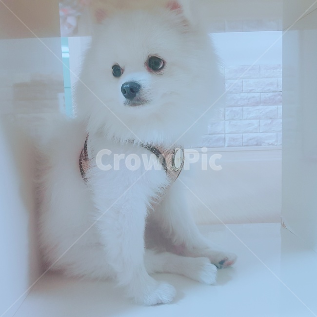 포메라니안,강아지,산책,시선회피,삐짐,귀차니즘