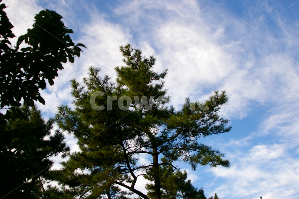 풍경,자연,야외,나무,식물,하늘,구름,자연,풍경,nature,landscape