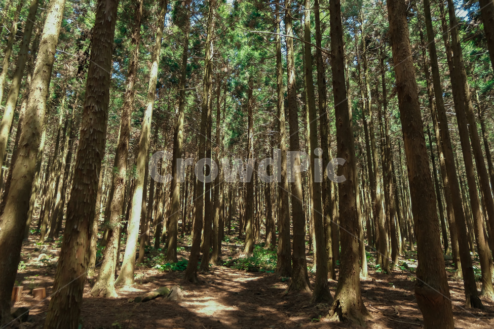나무,숲,제주,한국,소나무,tree,forest,korea,jeju,jejuisland