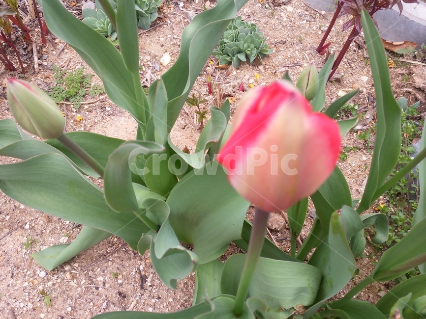 듈립,꽃,화단,자연,식물,식물,자연,plants,nature,꽃,flower