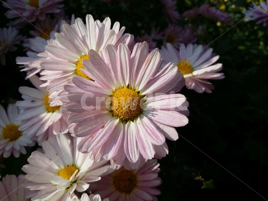 plant,식물,꽃,flower,자연,식물,자연,plants,nature,꽃,flower