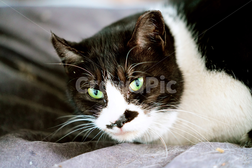 고양이,길고양이,길냥이,야옹이,냐옹이,애완묘,반려묘,애완동물,펫,캣,도둑고양이,야생동물,pet,cat,alleycat,wild,wildlife,mammal,animal,동물,animal,포유류,mammal,고양이,cat,kitten,kitty