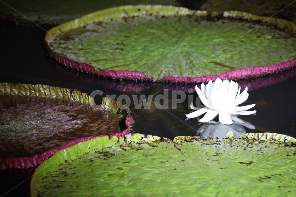빅토리아,행복,하얀,연꽃,행운,식물,자연,plants,nature,꽃,flower