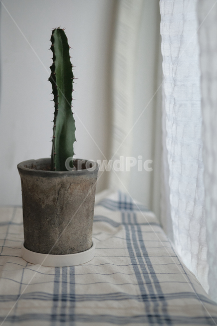 plant,식물,green,cactus,청화각