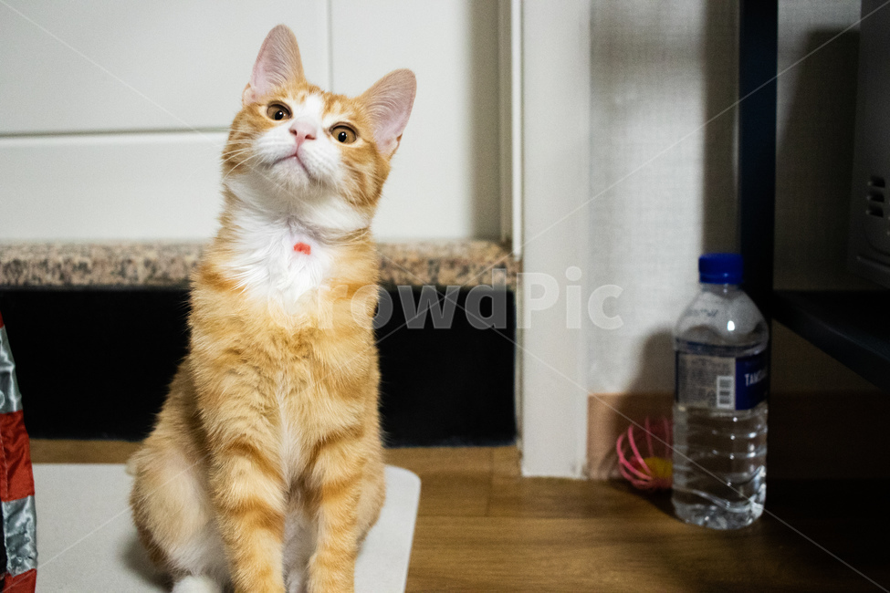 고양이,아깽이,아기고양이,치즈태비,코숏,코리안숏헤어,동물,animal,포유류,mammal,고양이,cat,kitten,kitty