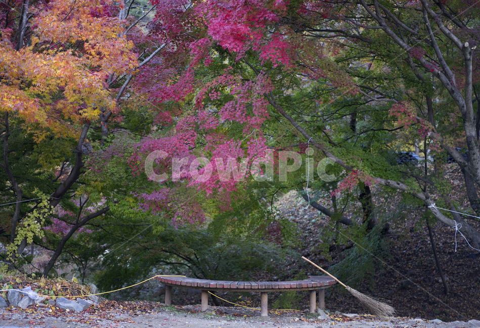 가을단풍,가을,벤치,빗자루,마곡사,낙엽,가을,계절,fall,autumn,season,tree,나무,plant,식물