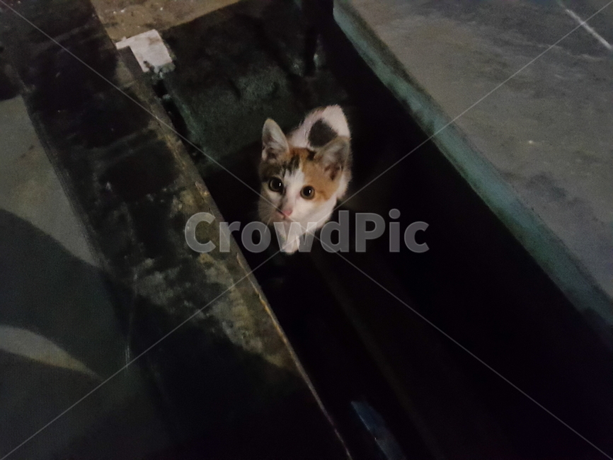 고양이,길냥이,개냥이,코숏,동물,동물,animal,포유류,mammal,고양이,cat,kitten,kitty