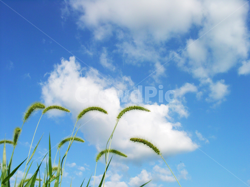 강아지풀,식물,구름,자연감성,배경,식물,자연,plants,nature