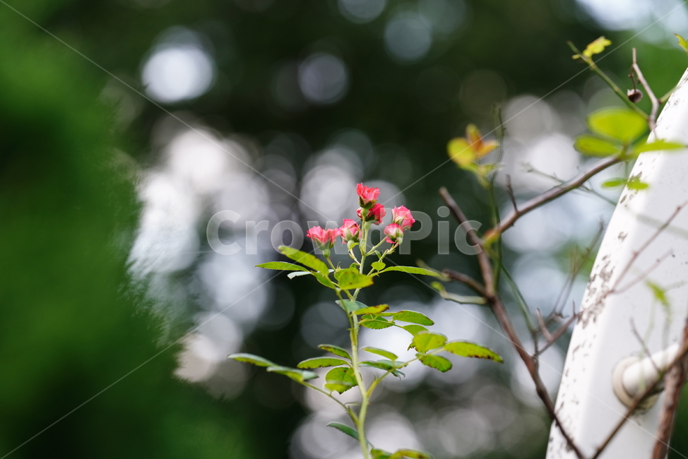 꽃,플라워,자연,식물,생물,생명,plant,식물,자연,plants,nature,꽃,flower