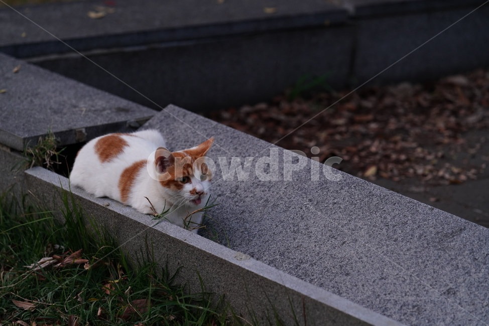 cat,고양이,동물,포유류,생물,생명,길고양이,animal,pet,동물,animal,포유류,mammal,고양이,cat,kitten,kitty