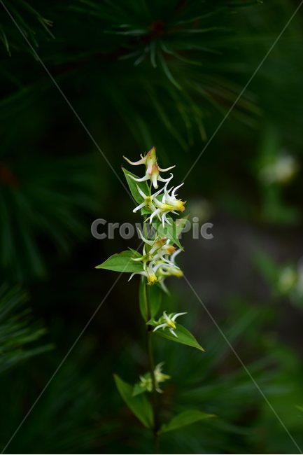 닻꽃,야생화,식물,자연,꽃,생태,힐링,플라워,wildflower,flower,plants,nature,season,감성,느낌,emotion,feeling,여름,용담목,용담과,닻꽃속,식물,자연,plants,nature,꽃,flower