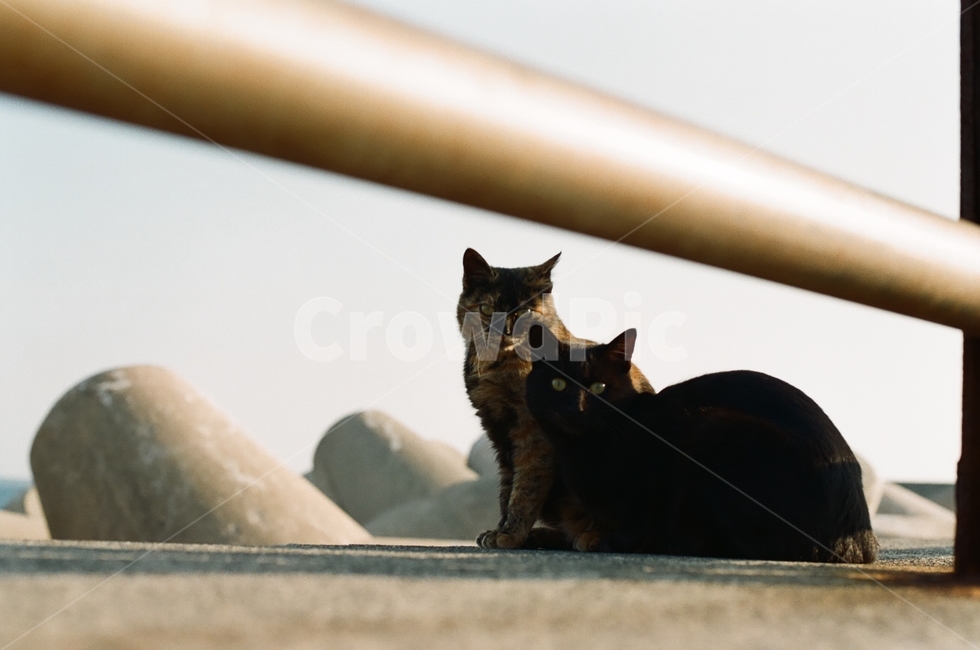 검은고양이,고양이,길고양이,도둑고양이,cat,동물,동물,animal,포유류,mammal,고양이,cat,kitten,kitty