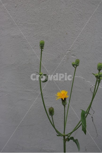 벽,꽃,식물,노랑,초록,갈라짐,wall,kabe,flower,hana,plants,shokubutsu,yellow,kiiro,green,midori,감성,식물,자연,plants,nature,꽃,flower