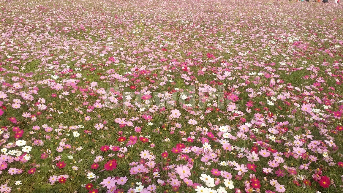 blossom,꽃,flower,plant,식물,자연,공원,코스모스,분홍,흰색,잎사귀,꽃밭,가을,한국,가을,계절,fall,autumn,season,petal,꽃잎,geranium,제라늄,anemone,아네모네