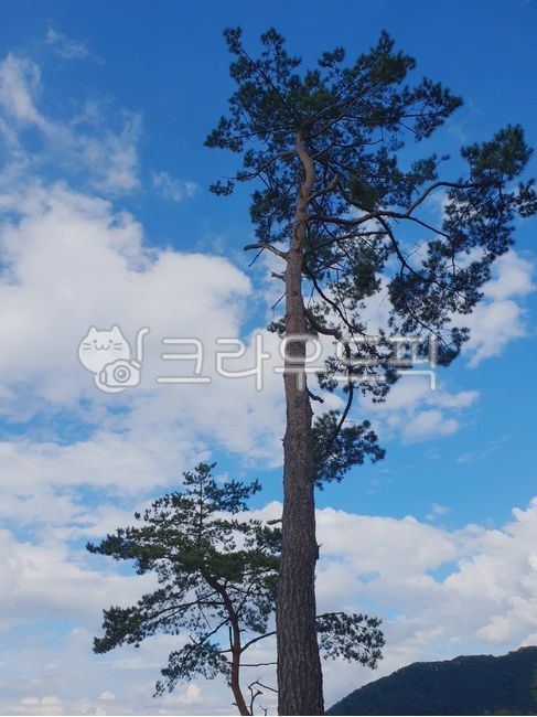 나무,하늘,tree,자연,화창한,힐링