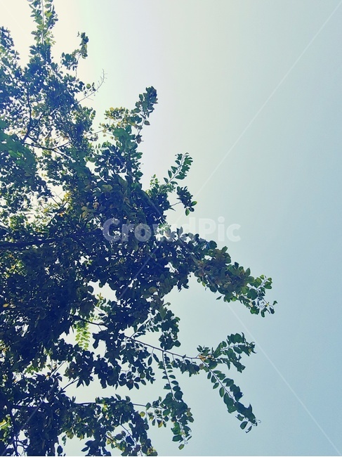 하늘,나뭇잎,그늘,푸른색,나무,자연,자연,풍경,nature,landscape,tree,plant,식물