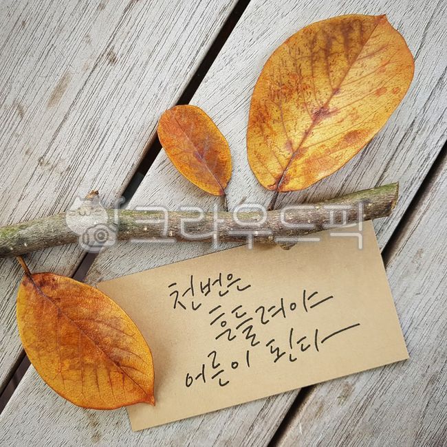 낙엽,메모,가을,캘리그라피,나뭇가지,나뭇잎,잎,텍스트,가을,계절,fall,autumn,season