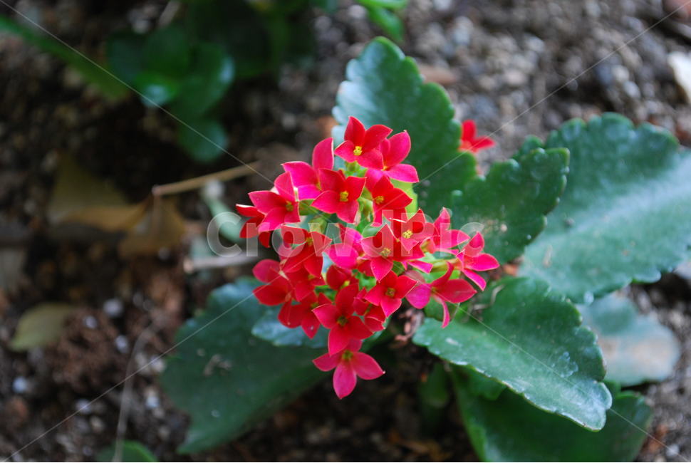 꽃,빨간색,자연,봄,화사한,식물,자연,plants,nature,꽃,flower
