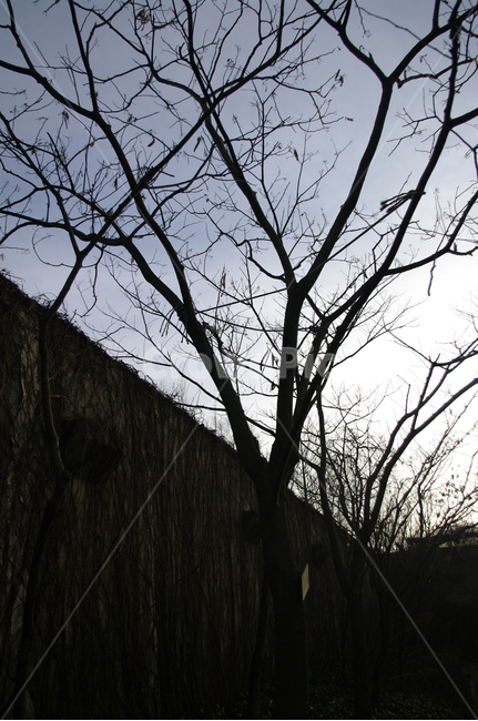 겨울,나무,식물,plant,하늘,구름,식물,자연,plants,nature,나무,trees,wood