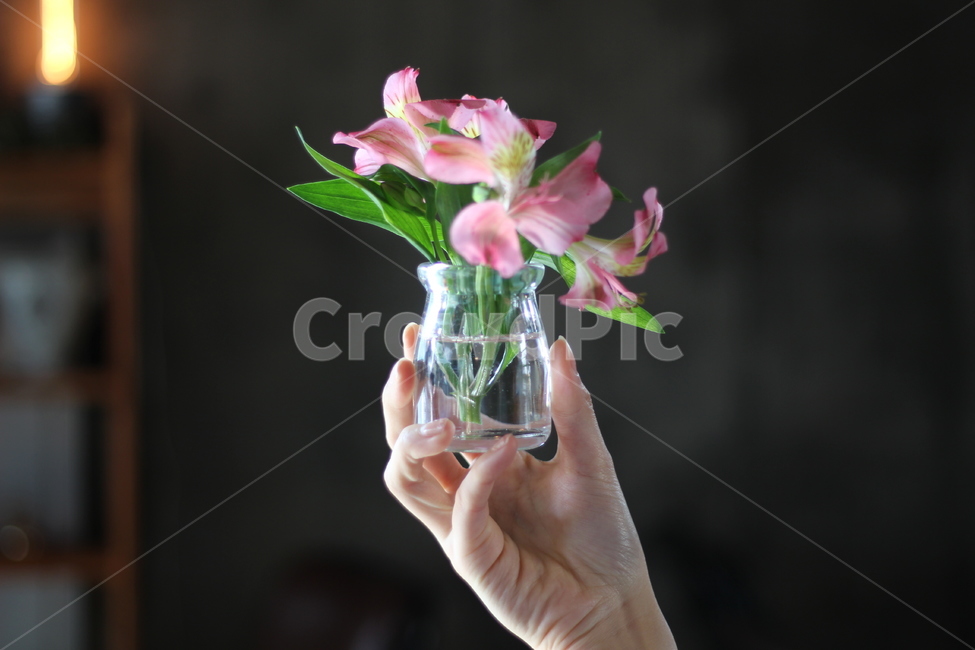손,잡기,꽃,화병,물병,분홍색,실내용화초,화분,화초,house plant