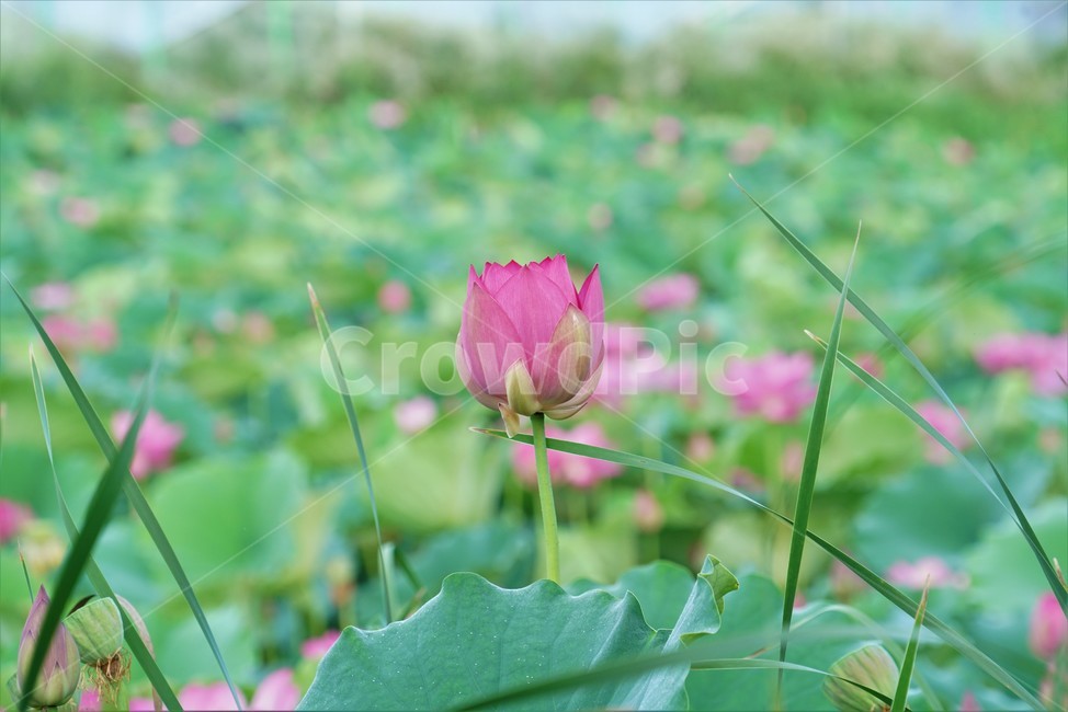 연꽃,수초,식물,lotus,땅속줄기,담수초,수중식물,수련과,련꽃