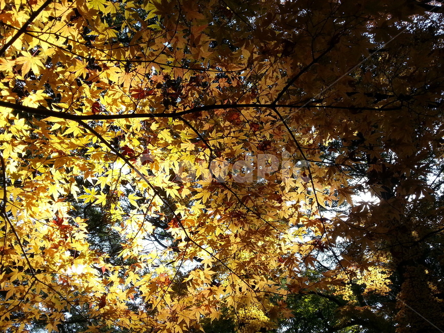 식물,잎,나무,단풍,plant,leaf,tree,maple