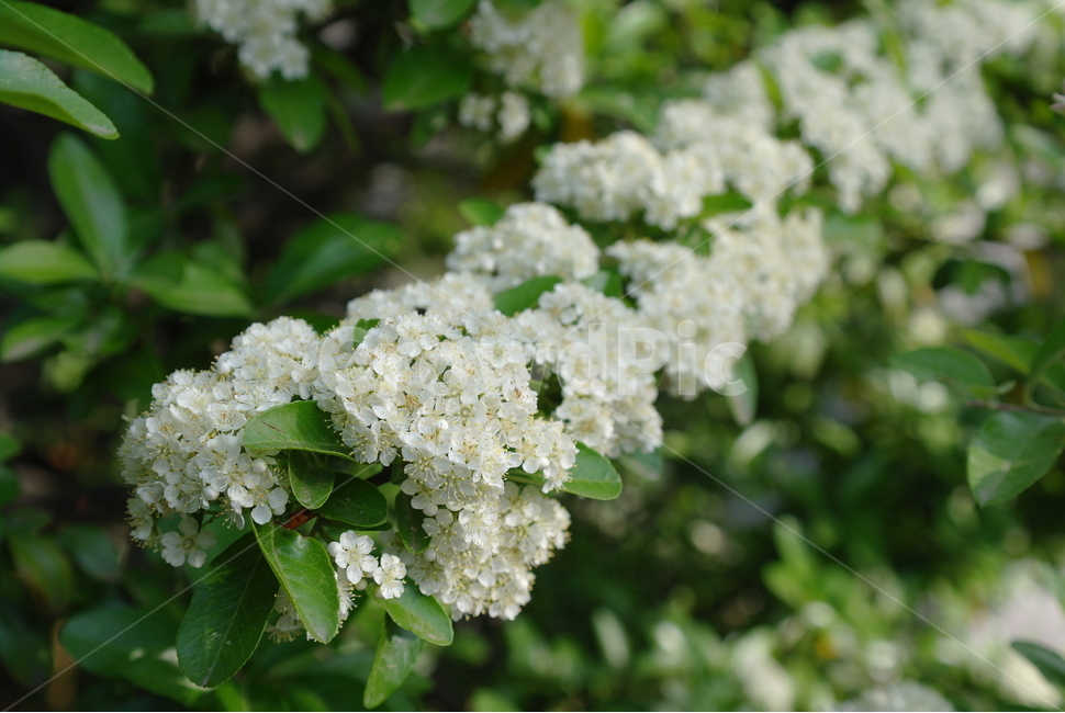 꽃,자연,봄,white,flower,식물,자연,plants,nature,꽃,flower