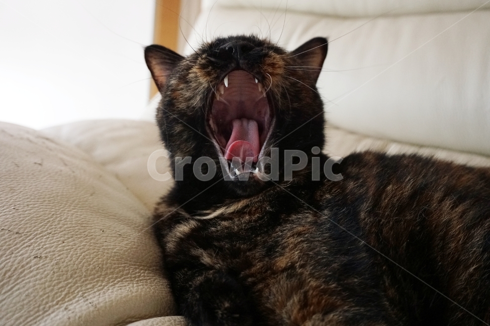 고양이,동물,코리안숏헤어,냐옹이,코숏,동물,animal,포유류,mammal,고양이,cat,kitten,kitty