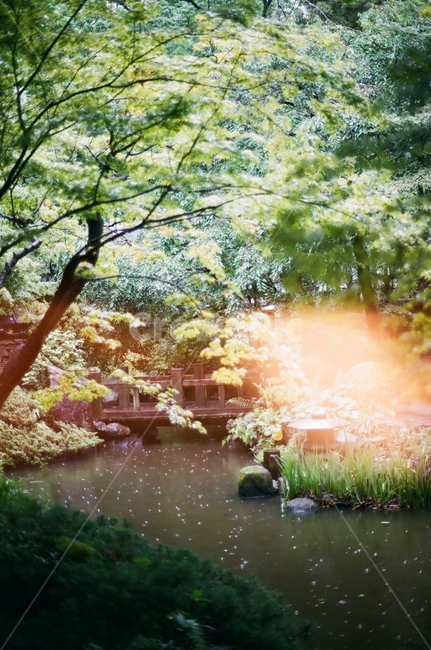 필름사진,일본,후쿠오카,비오는날,공원,자연,풍경,nature,landscape,감성,sensible,feeling,outdoors,옥외,plant,식물,grass,잔디,water,물