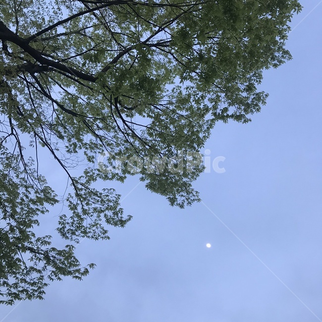 plant,식물,tree,나무,감성