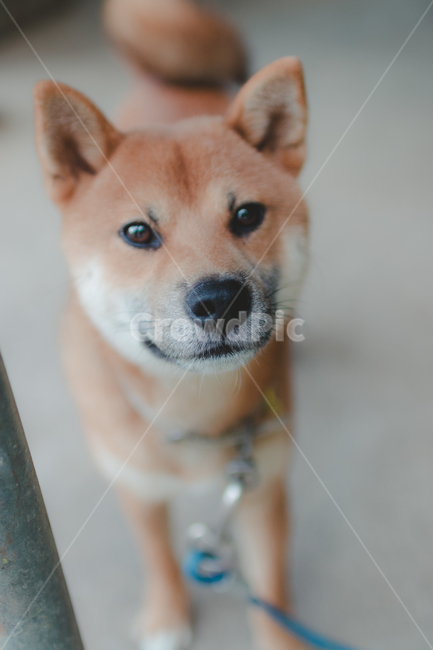 puppy,Jindo dog,Shiba Inu,animal,dog,Dog,Emotional photo